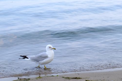 Free A seagull walking along the shoreline at a beach in Toronto, Canada. Stock Photo