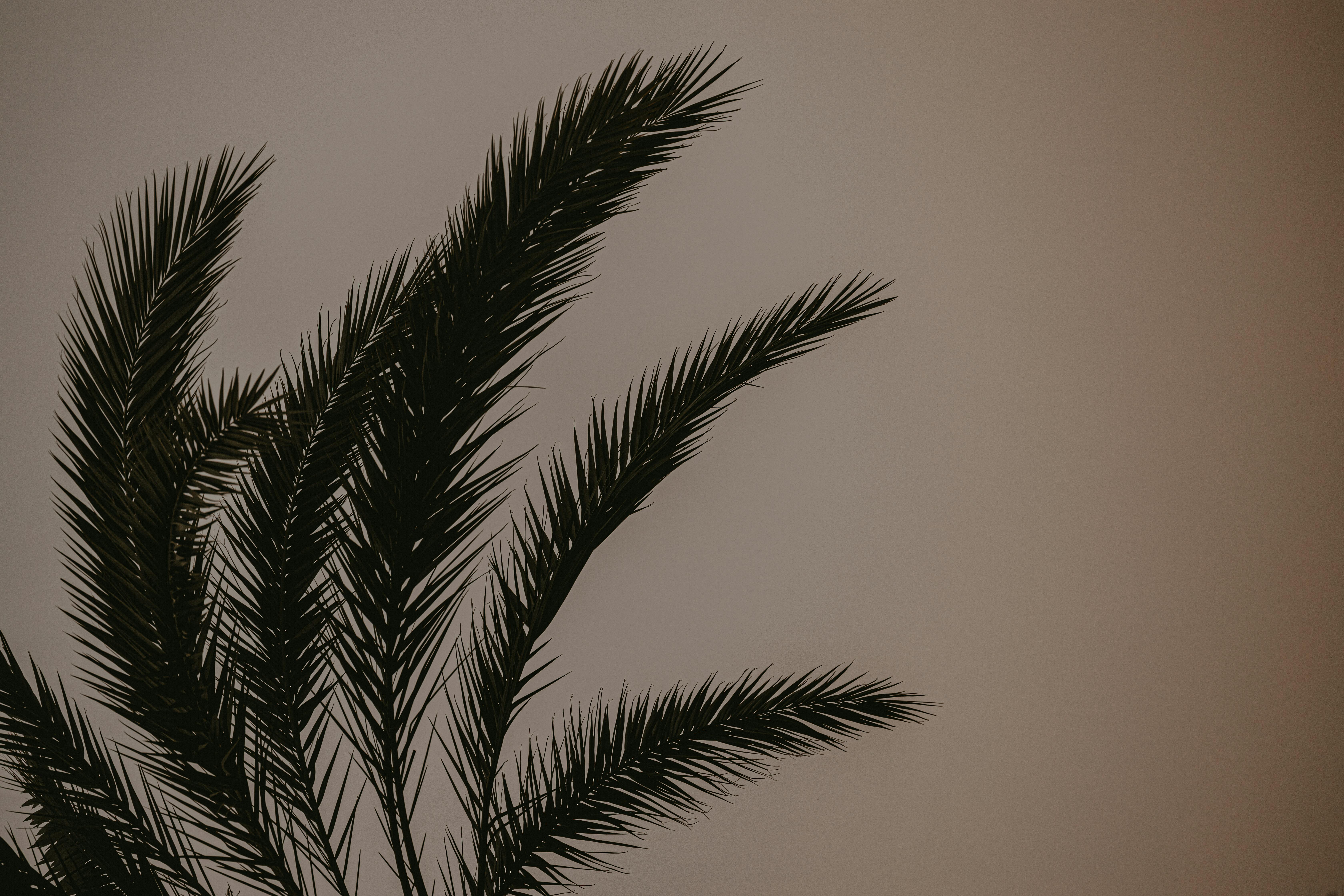 Gratis Silhouette estetica di foglie di palma su uno sfondo sfumato neutro. Foto a disposizione