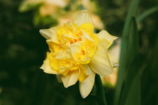 Close-up of a vibrant yellow daffodil, highlighting its layered petals and lush greenery.