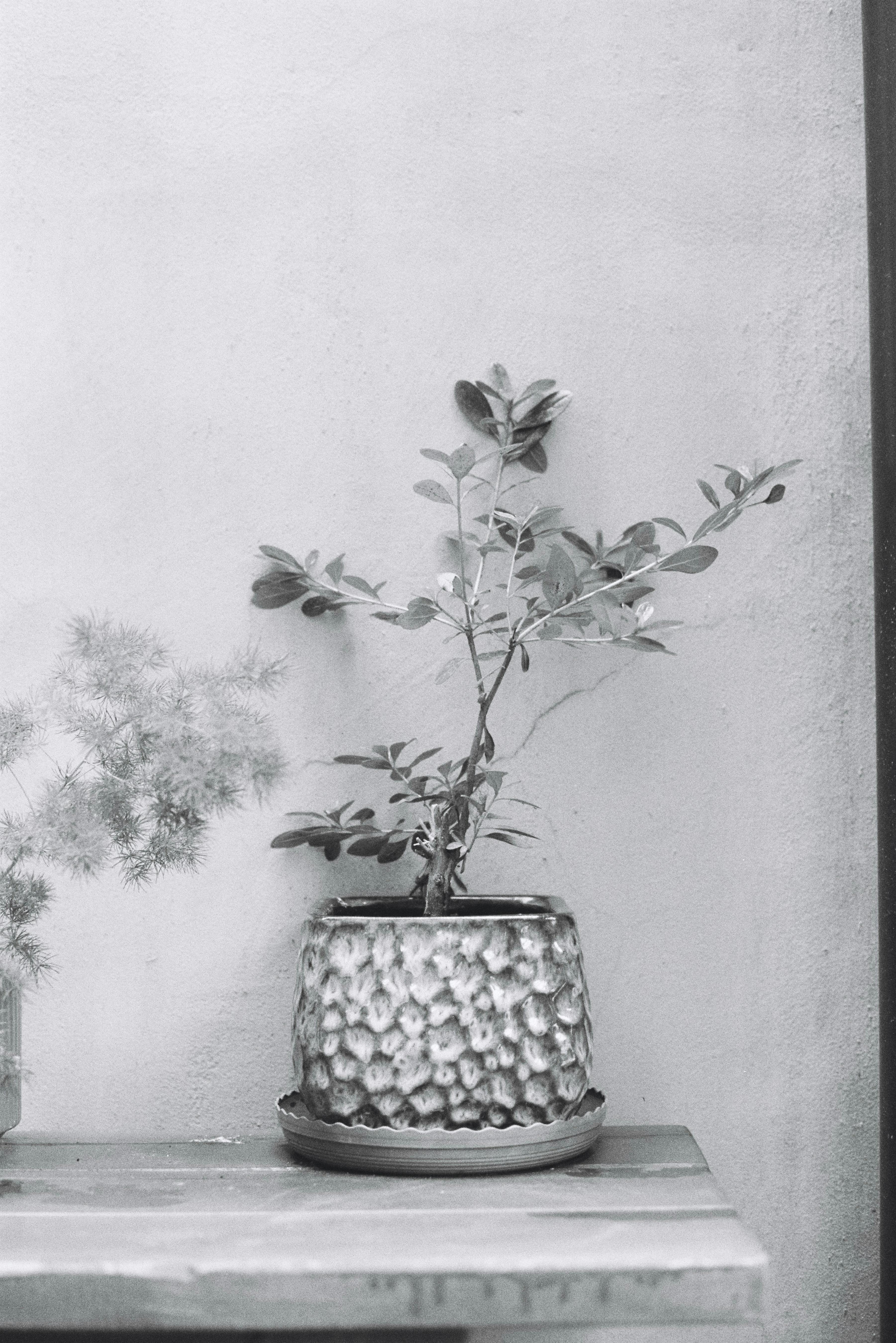 Monochrome photo of a potted plant on a wooden table against a textured wall, evoking a minimalist aesthetic.