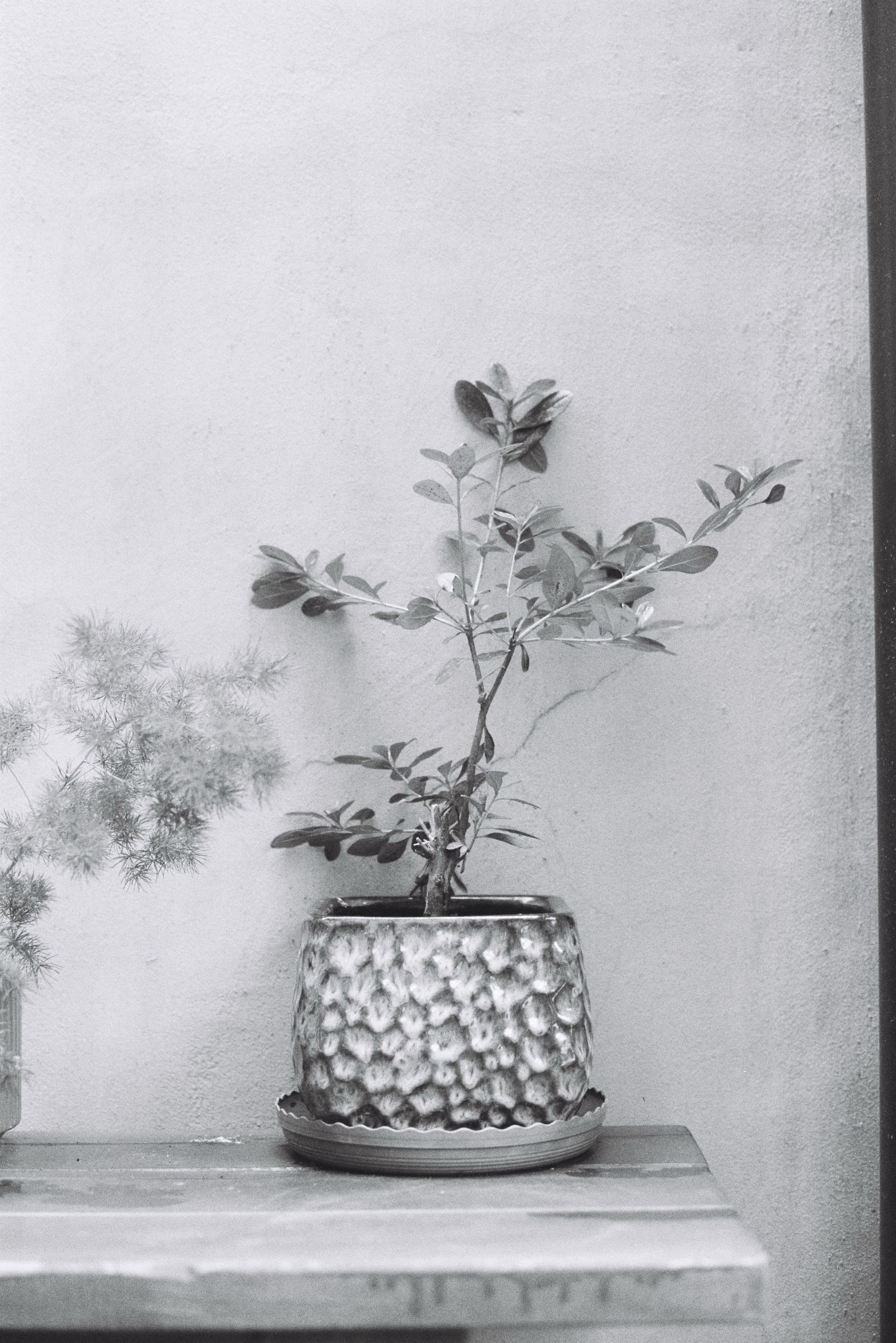 Black and White Potted Plant in Rustic Setting · Free Stock Photo