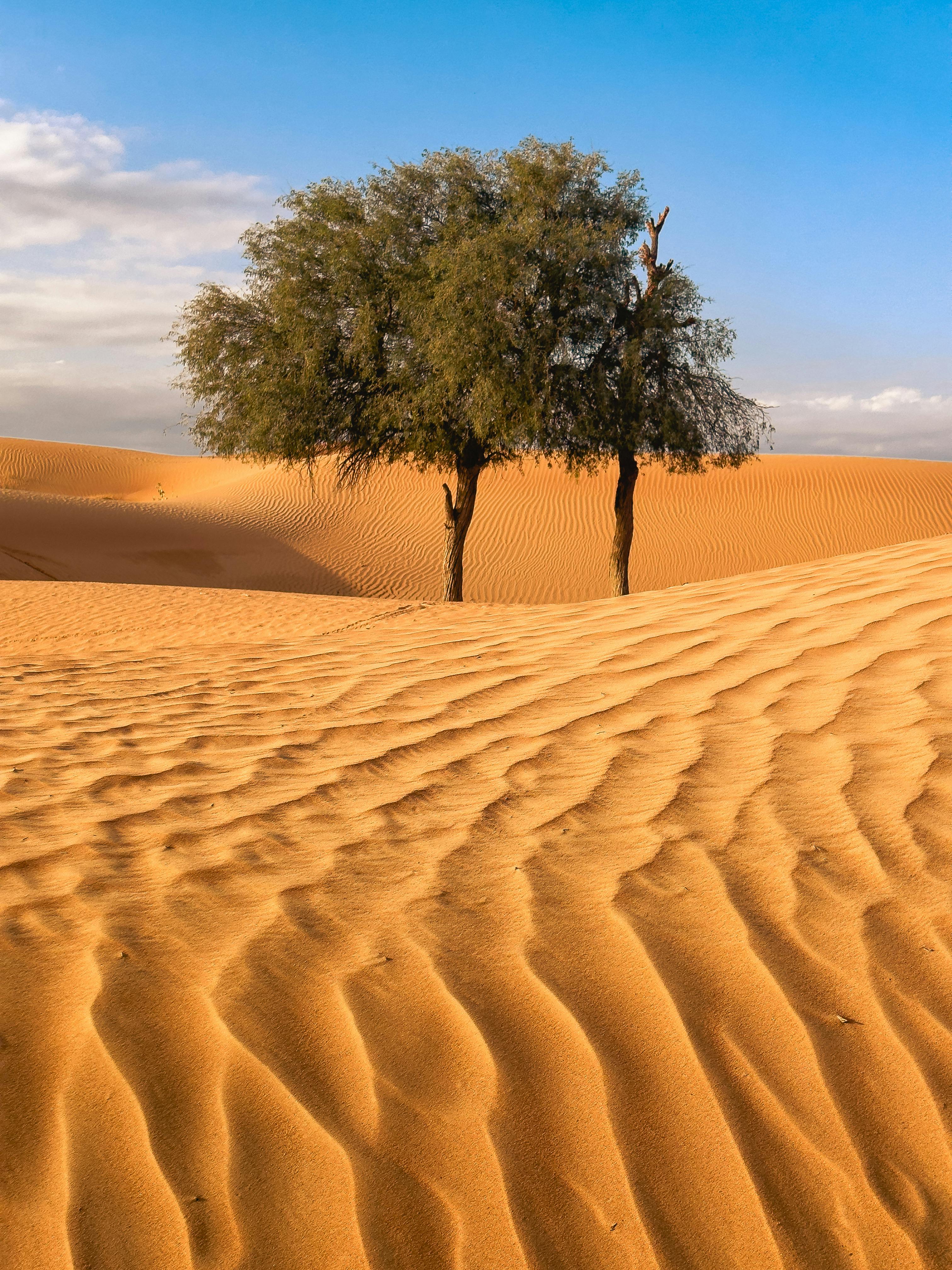 A solitary tree stands amid golden sand dunes under a blue sky in Sharjah desert.