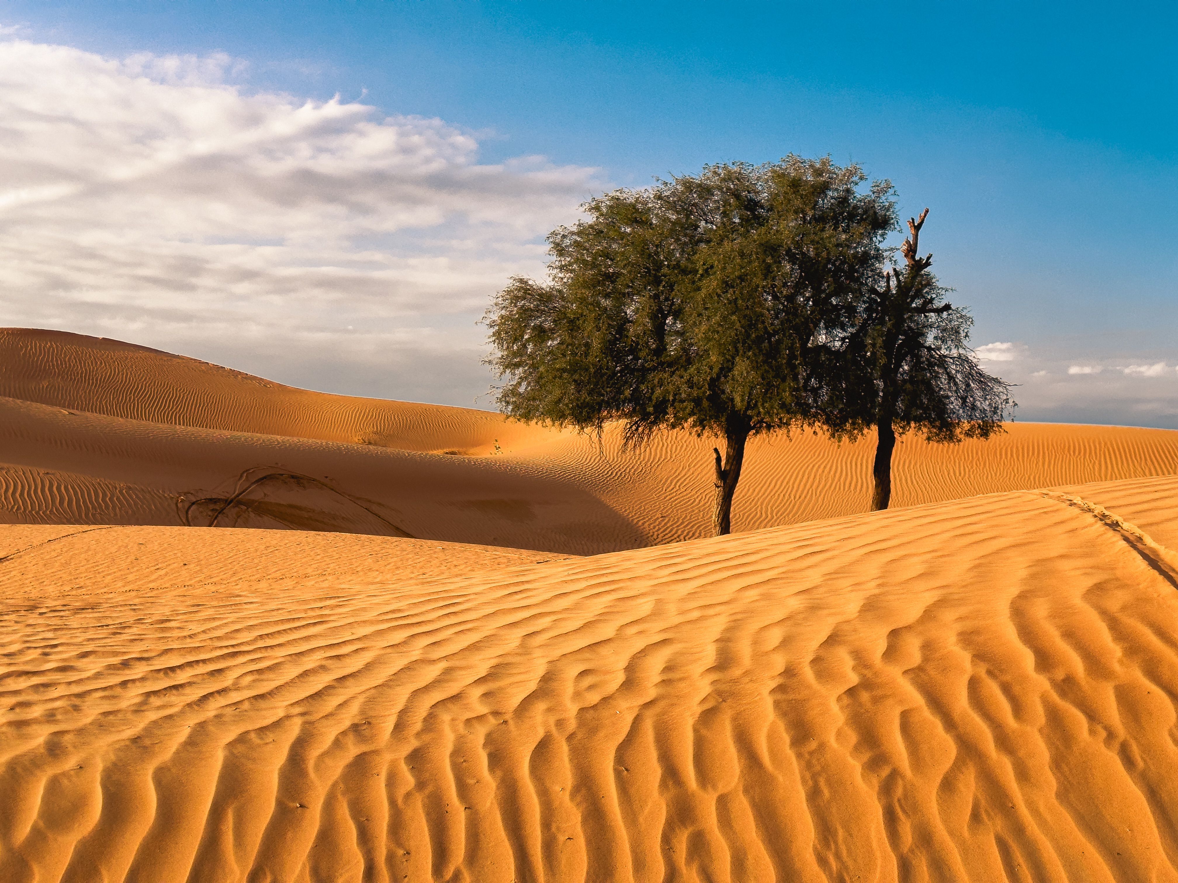 Uae Ghaf Tree Photos, Download The BEST Free Uae Ghaf Tree Stock Photos ...