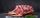 red meat