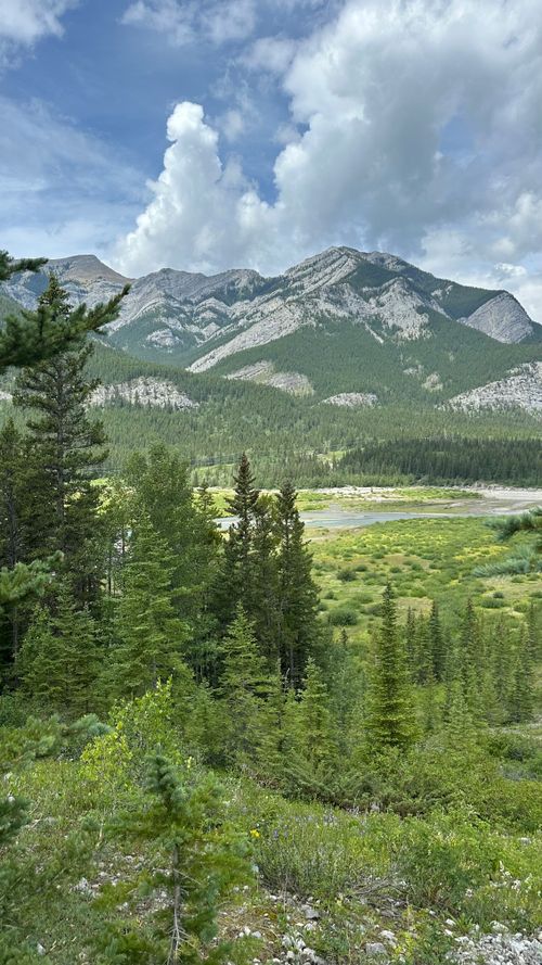 Free Breathtaking view of lush pine forest leading to towering mountains under blue skies. Stock Photo