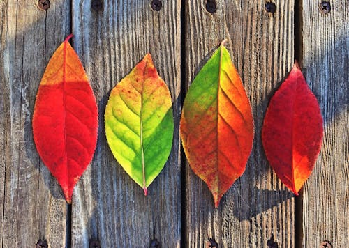 Безкоштовне стокове фото на тему «барвистий, кольори, листя»