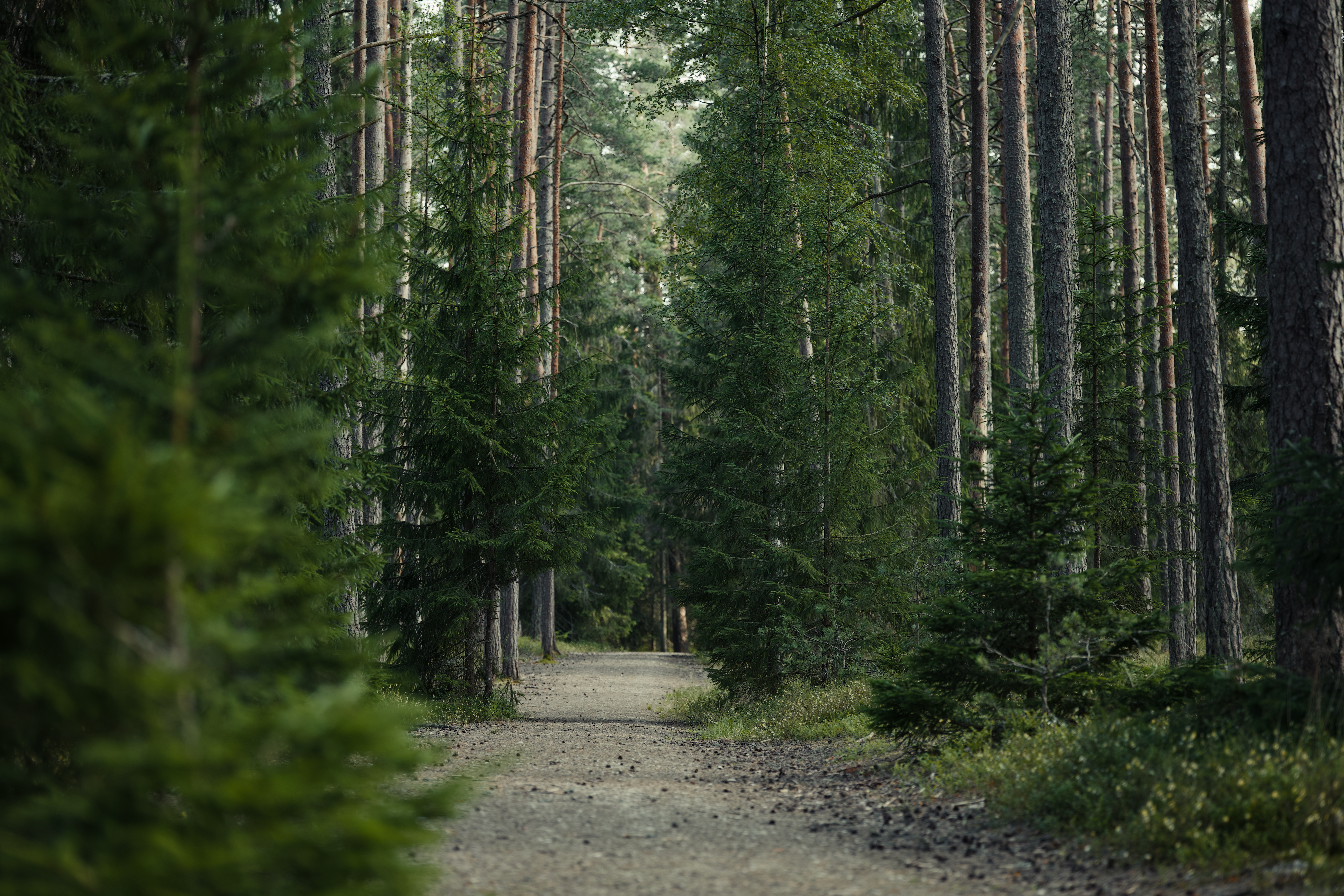 Un sentier forestier tranquille, entouré d'arbres verts luxuriants, idéal pour les promenades dans la nature.