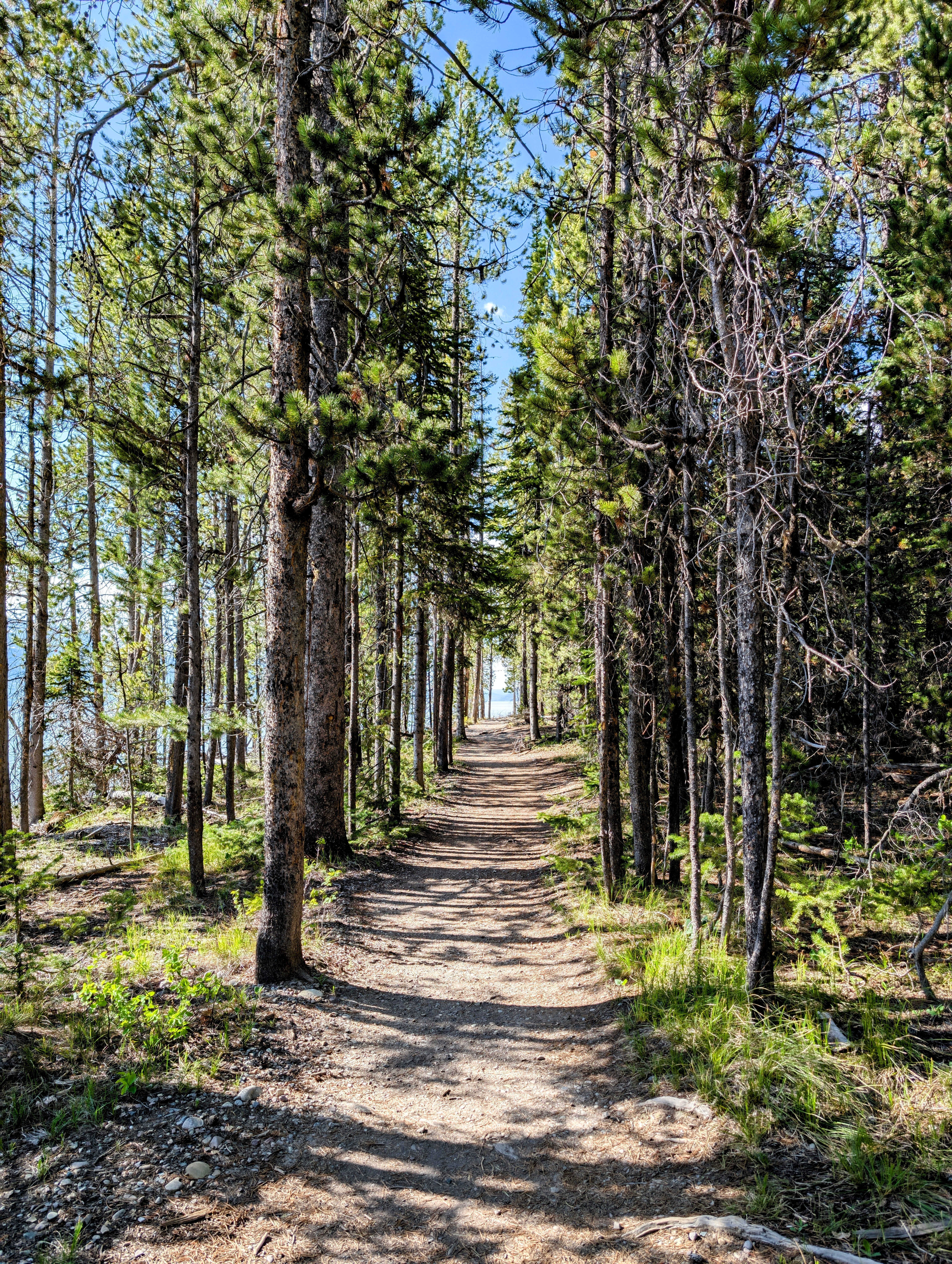 Alpine Footpath in Summer · Free Stock Photo
