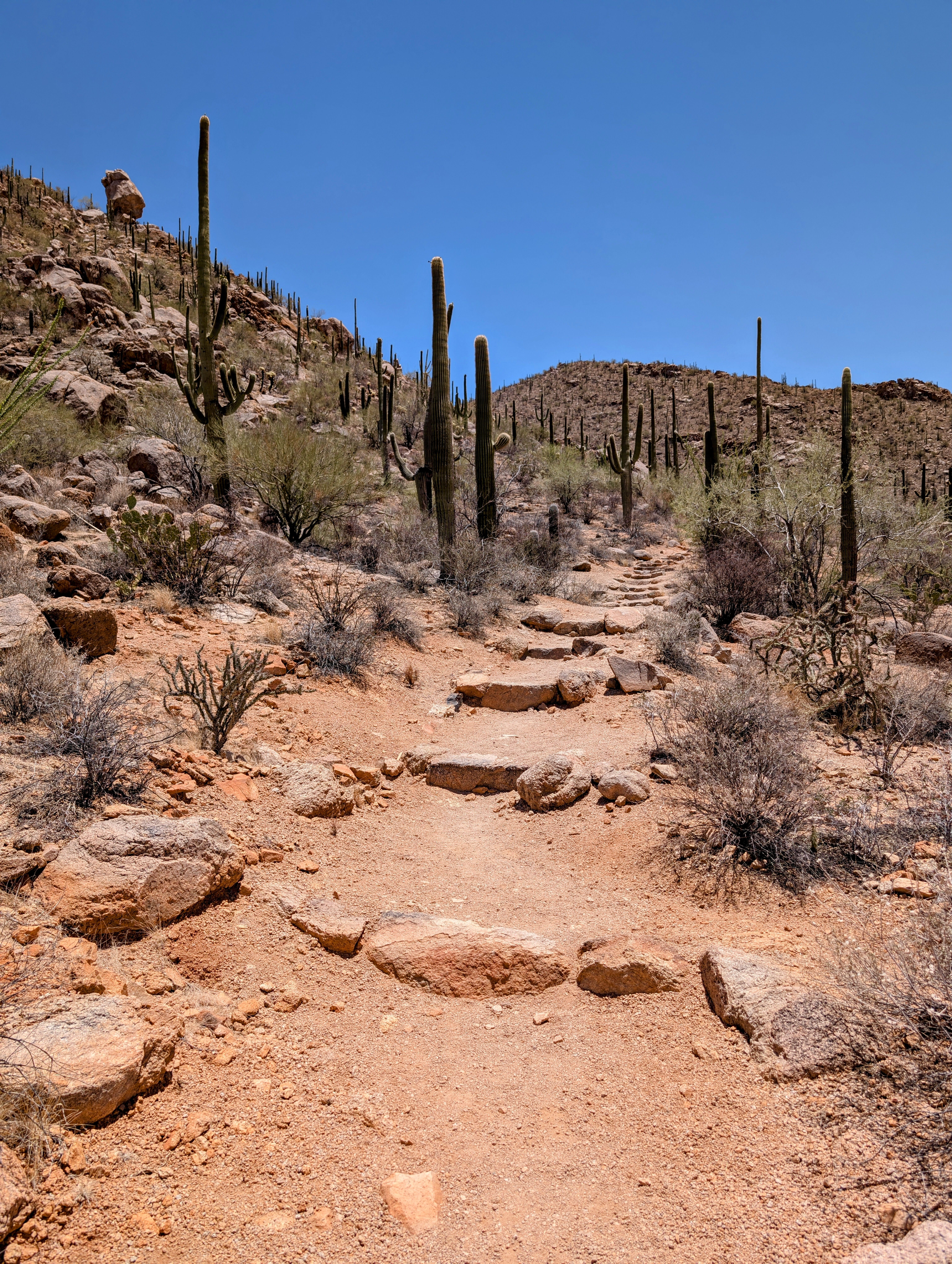 Explore a rocky desert trail adorned with saguaros under a clear blue sky in Arizona.