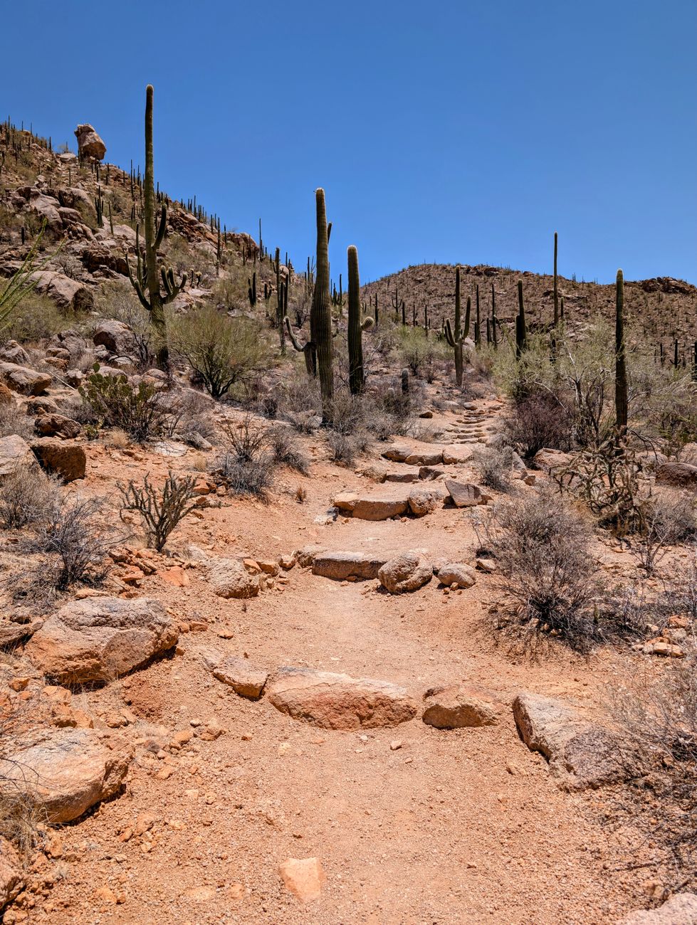 Explore a rocky desert trail adorned with saguaros under a clear blue sky in Arizona.