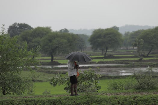 A serene monsoon landscape in Nawagaon Dayali, Chhattisgarh, with a person under an umbrella.