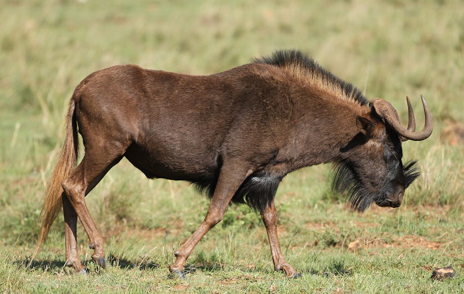 Um gnu negro (Connochaetes gnou) pastando em uma reserva natural ensolarada.