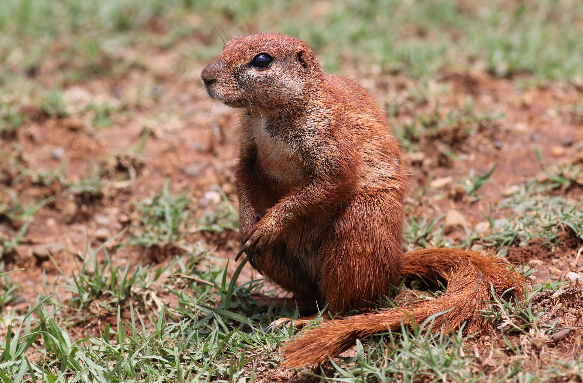 A Cape ground squirrel (Xerus inauris) sits on grassy terrain, showcasing its natural behavior in the wild.