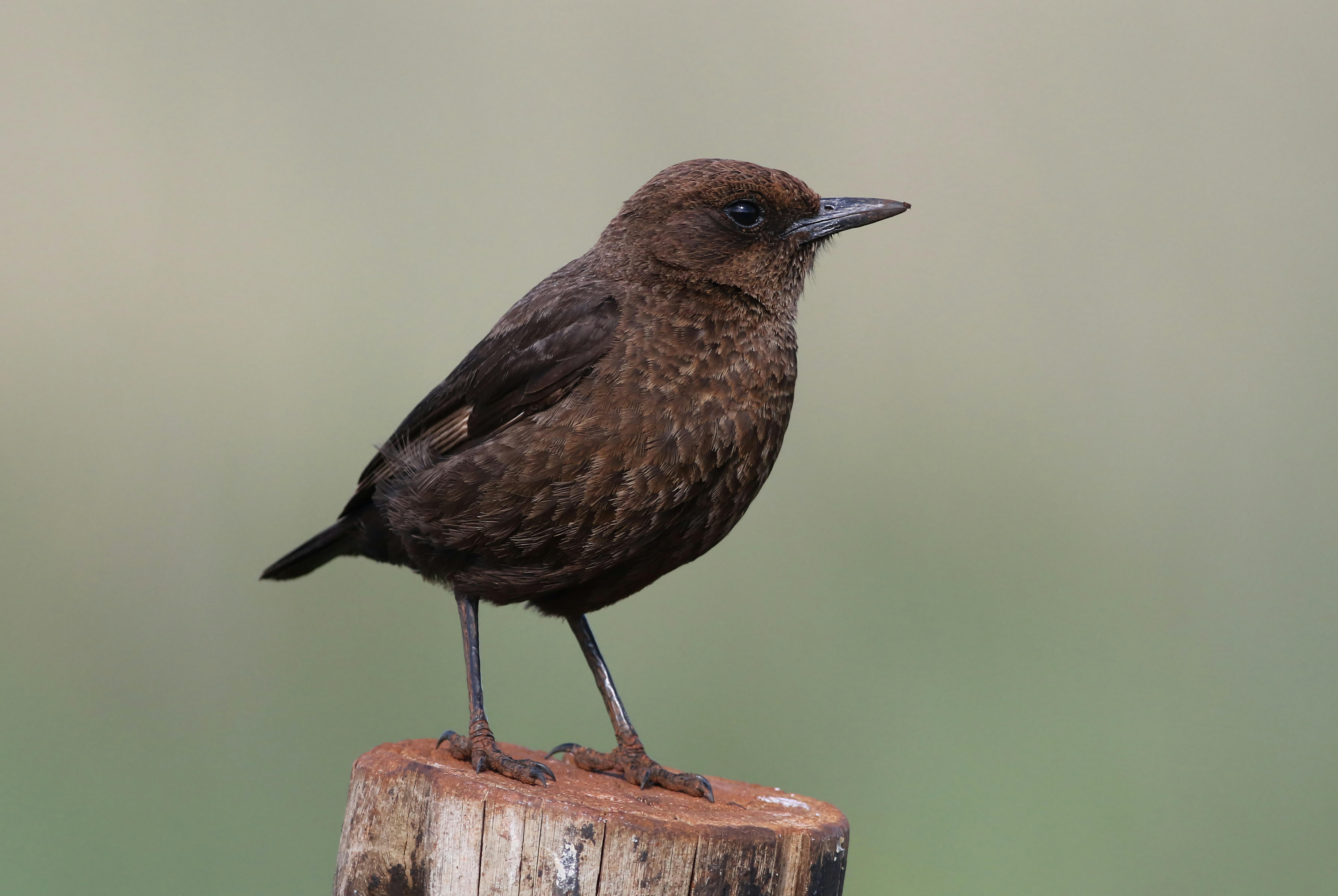 Understanding Sponsored Posts: Benefits and Best Practices