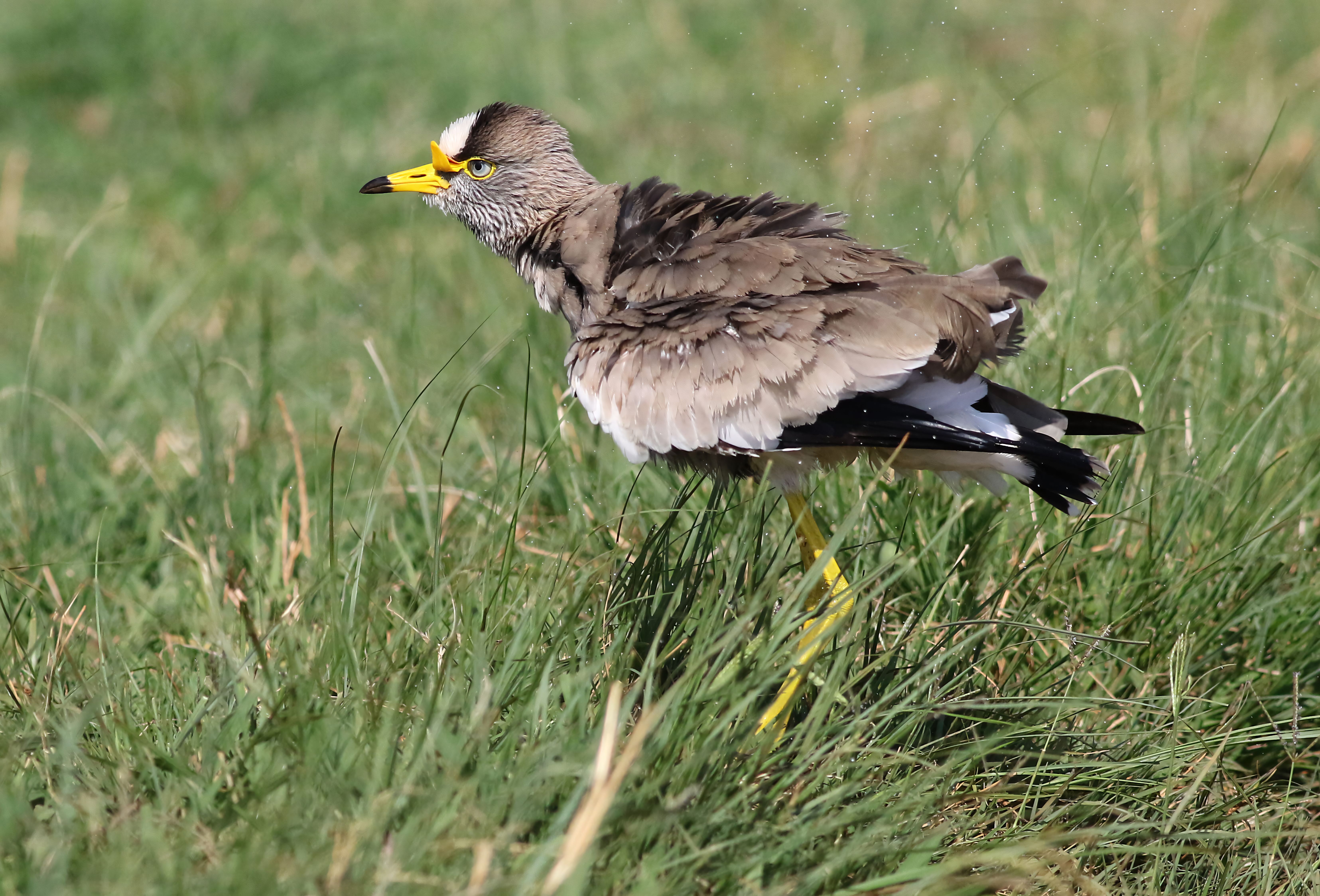 Close-up of an African Wattled Lapwing standing in lush green grass.