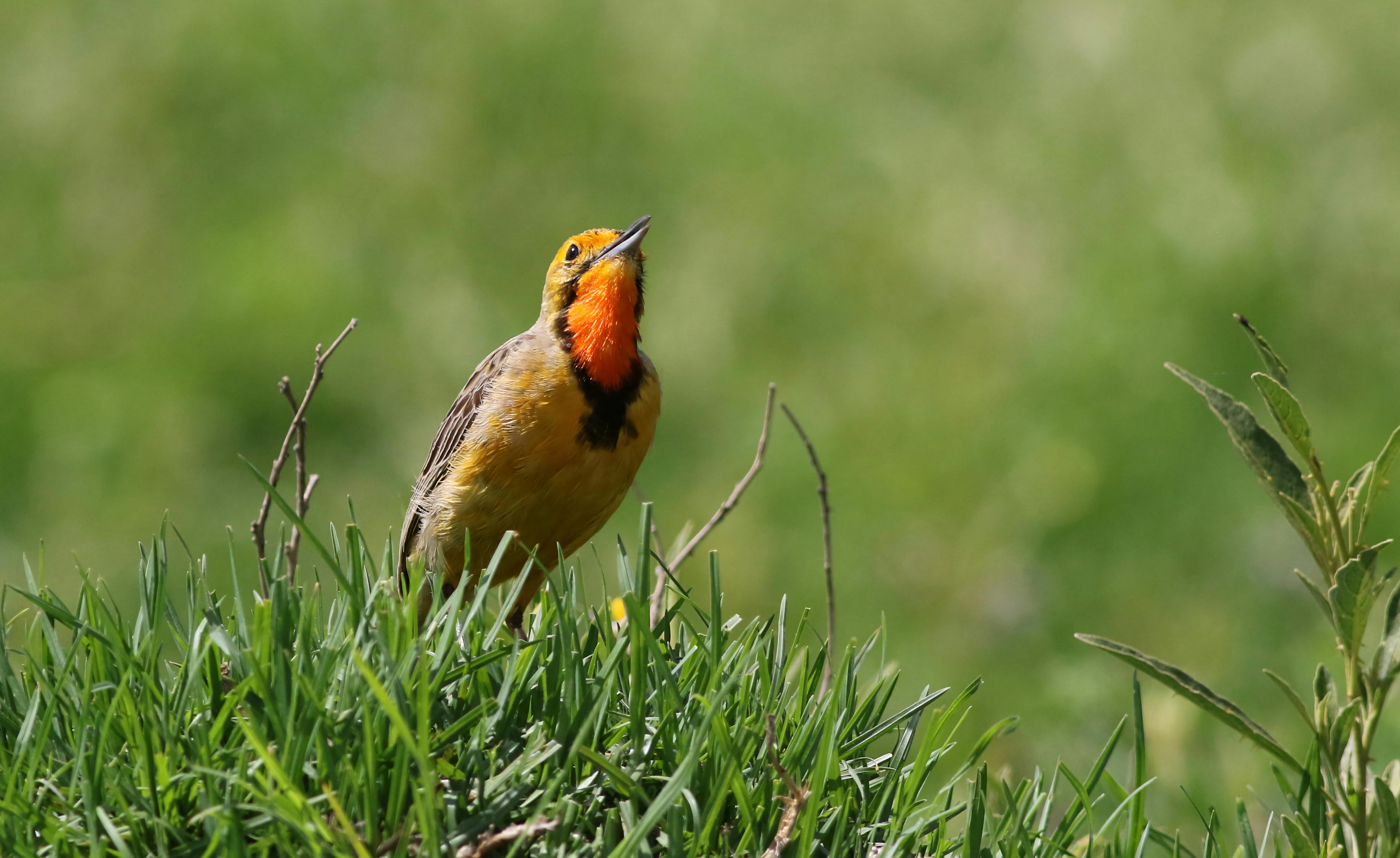 Understanding Name Shifting in Slovenian Culture