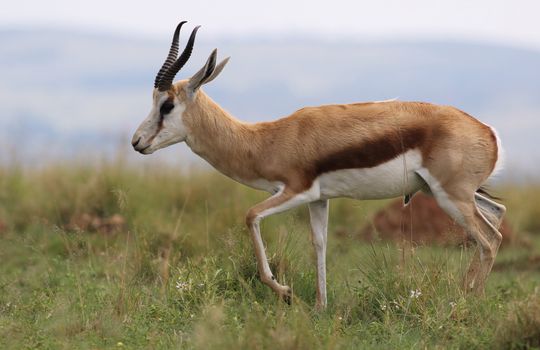 Springbok