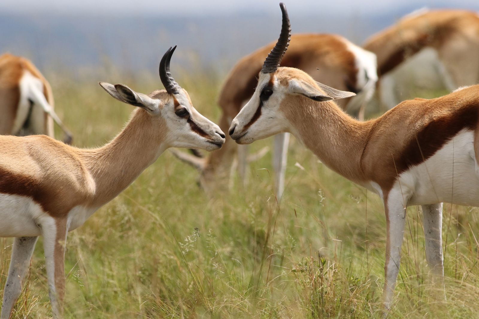 Springbok Photos, Download The BEST Free Springbok Stock Photos & HD Images