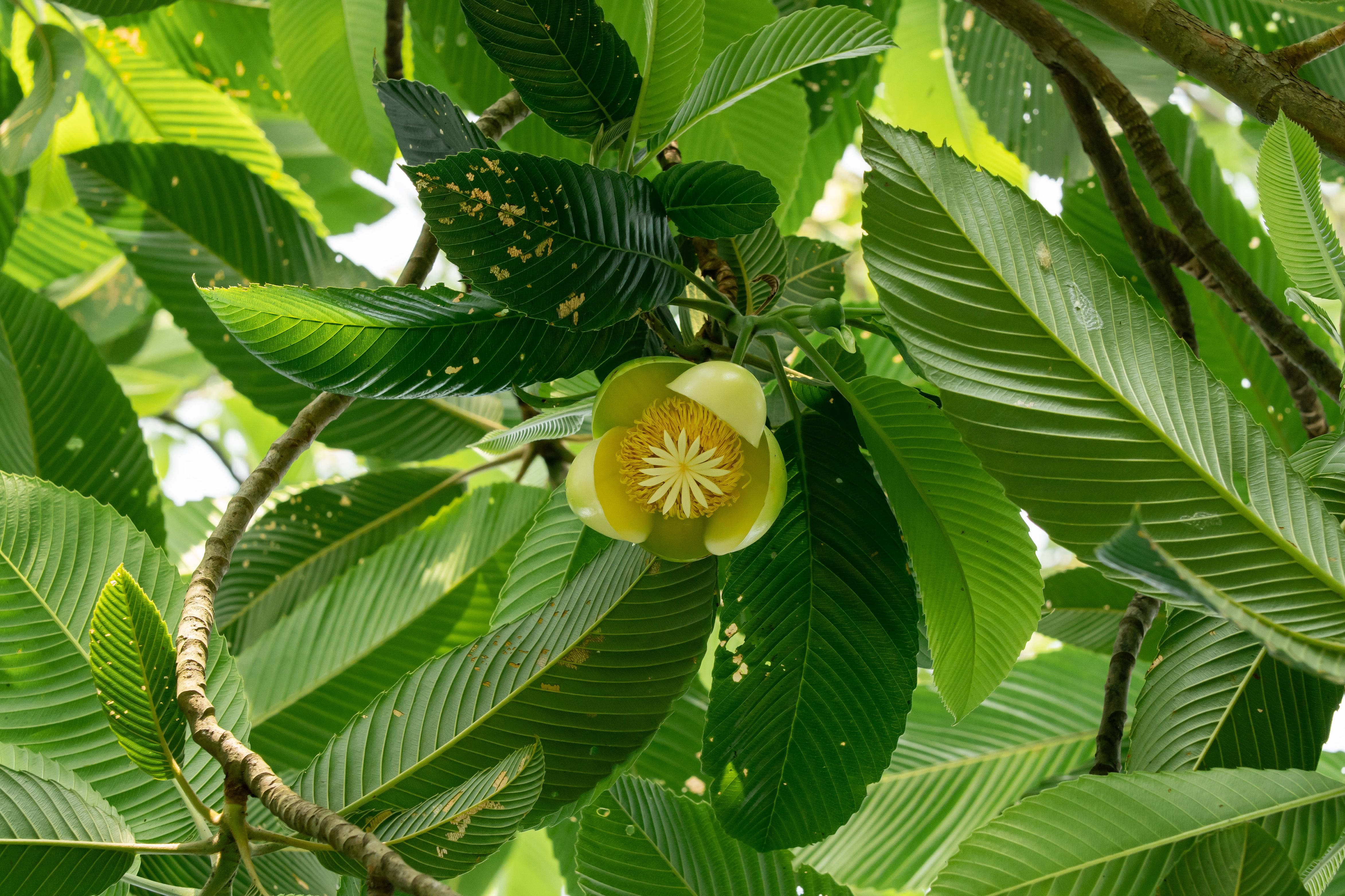 Tindakan Tegas Imigrasi Bali dan Penemuan Langka Bunga Rafflesia di Hutan Sumatra