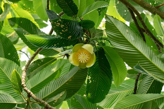 Vibrant Mitrephora flower with lush green leaves in Bangladesh, captured outdoors.