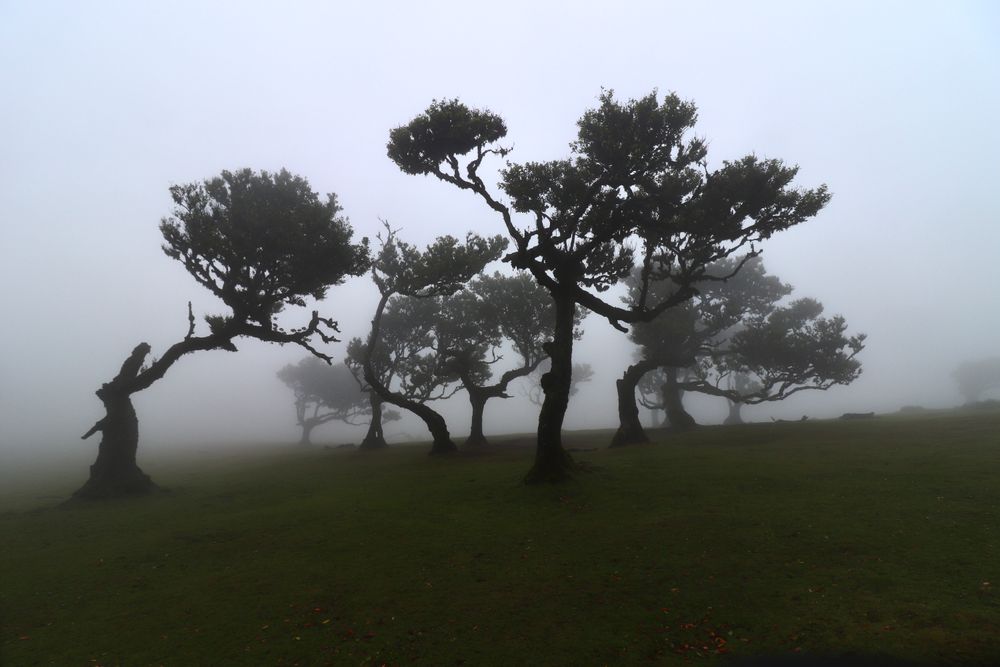 Lauri bătrâni în ceață în pădurea Fanal, Madeira