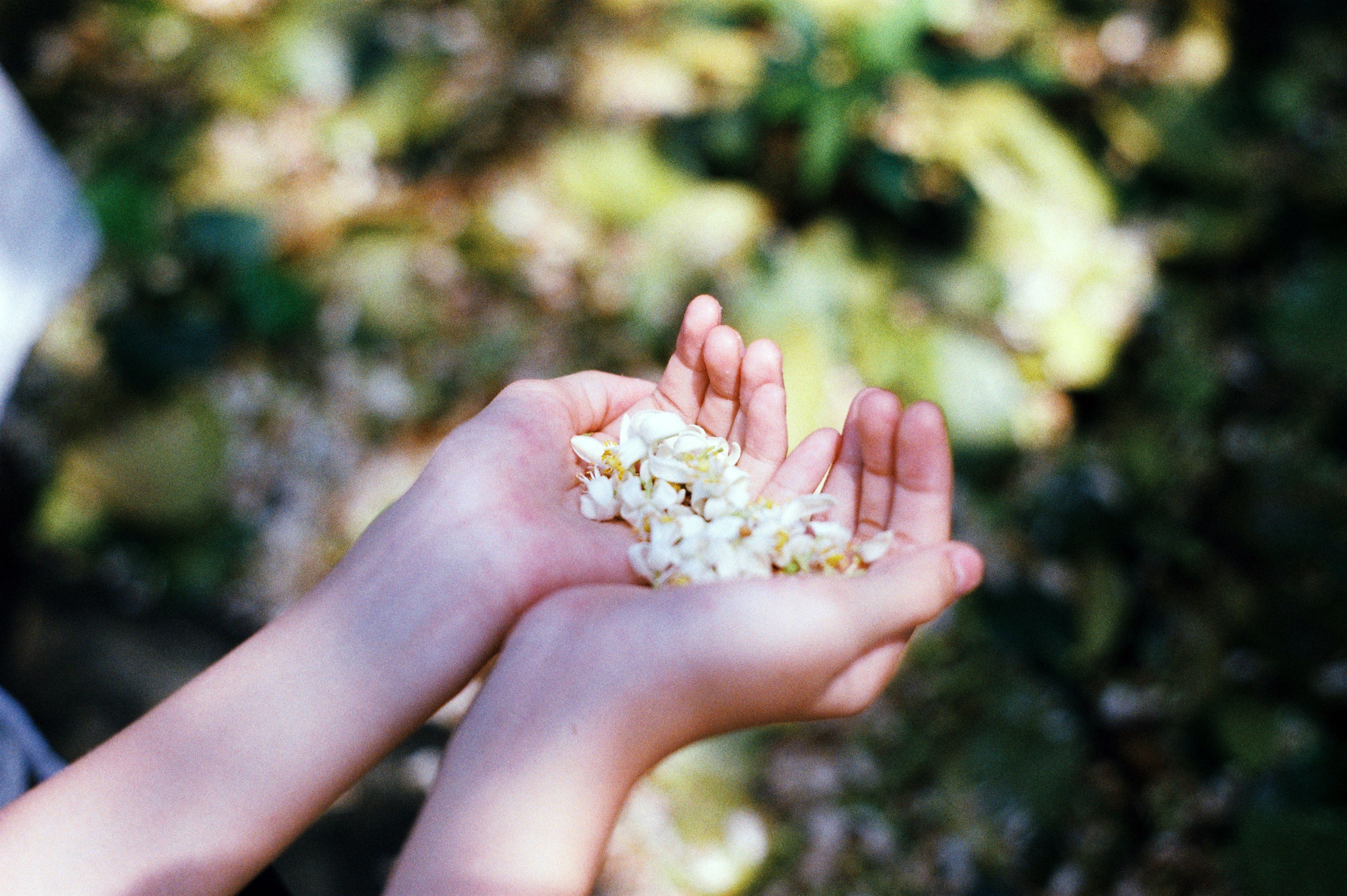 Close-up of hands gently holding small white flowers in a vibrant outdoor setting.