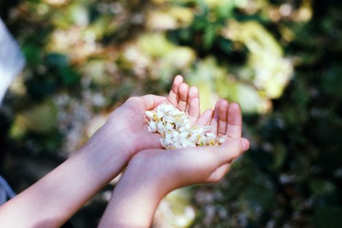 Free Close-up of hands gently holding small white flowers in a vibrant outdoor setting. Stock Photo