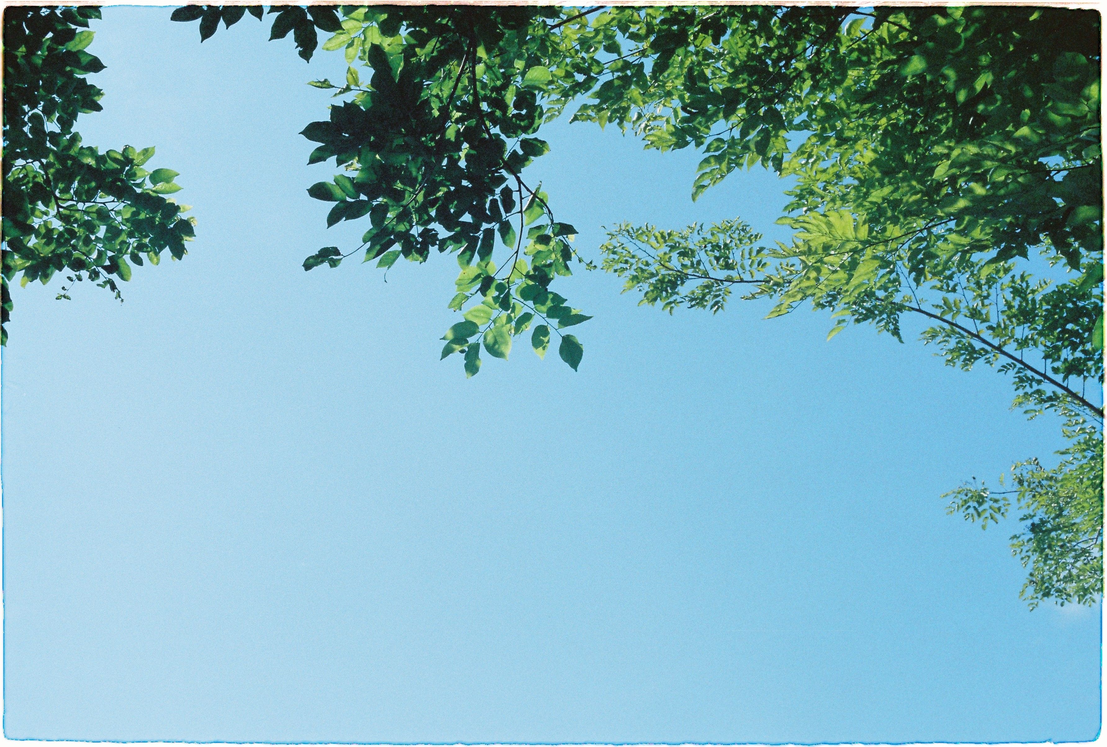 A peaceful view of a clear blue sky framed by lush green leaves, captured outdoors.