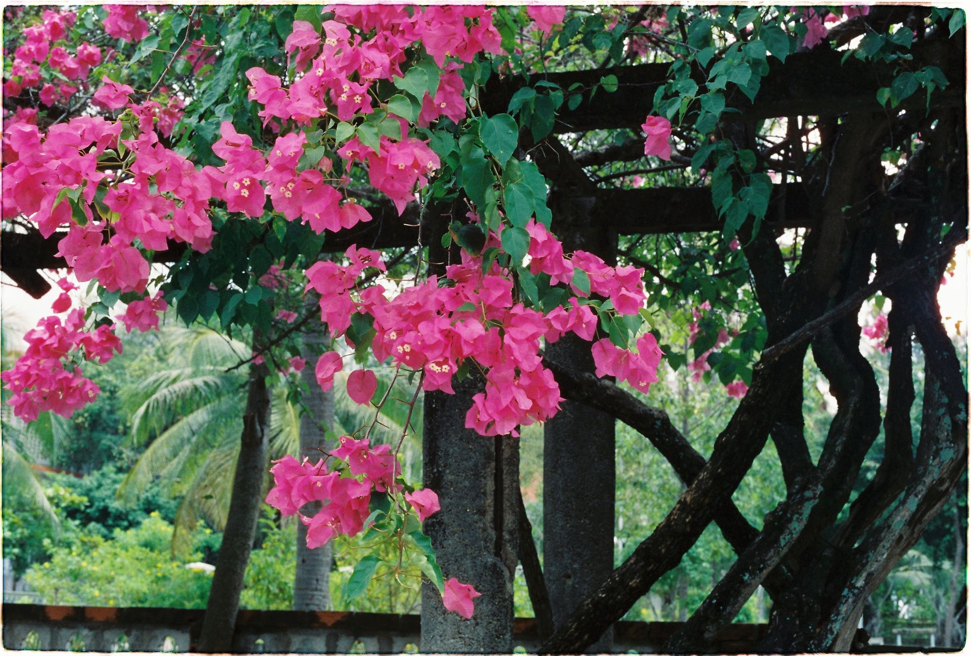 Bright pink bougainvillea flowers bloom vividly in a lush tropical garden setting.