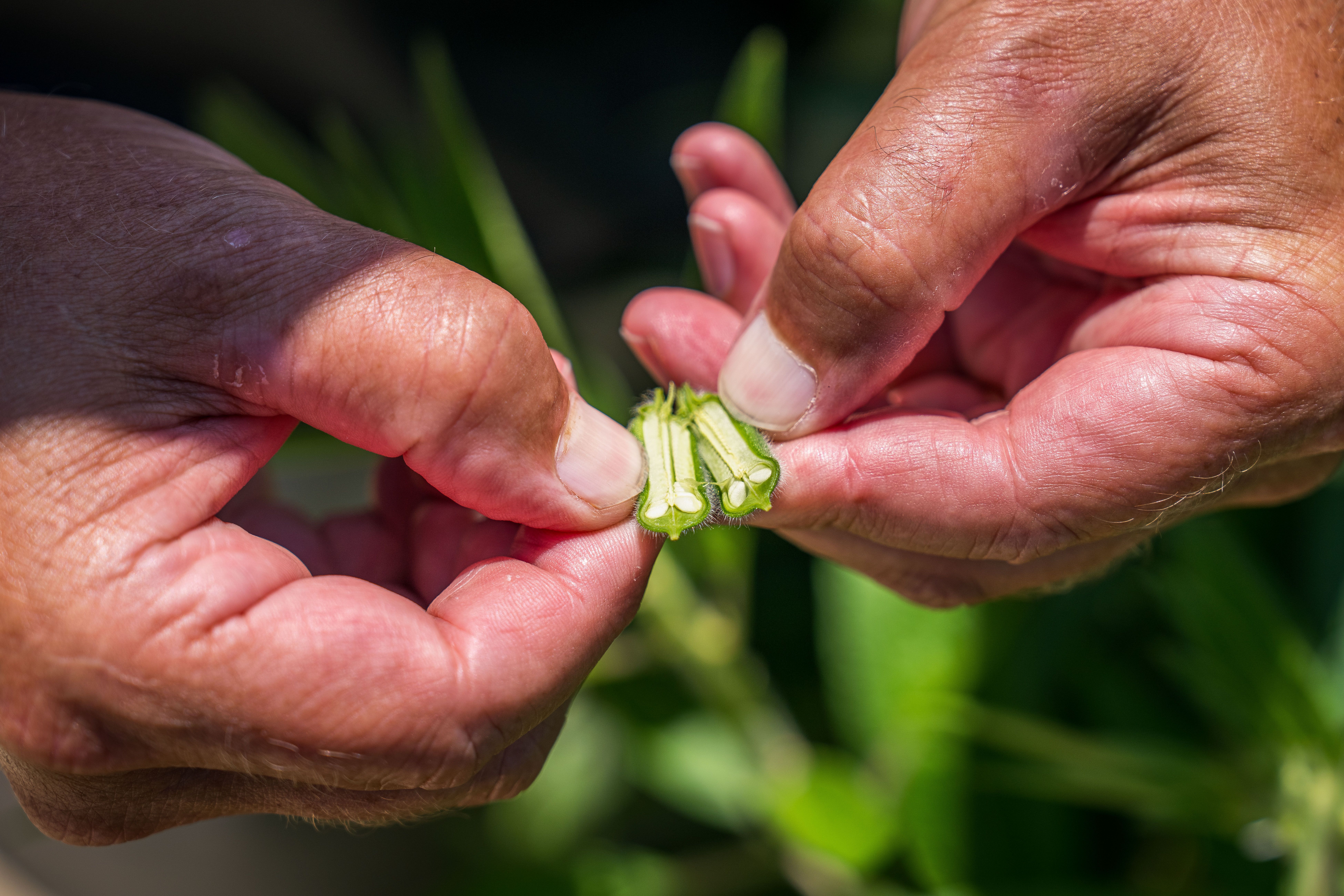 Free Detailed image of hands examining a freshly harvested okra pod outdoors. Stock Photo
