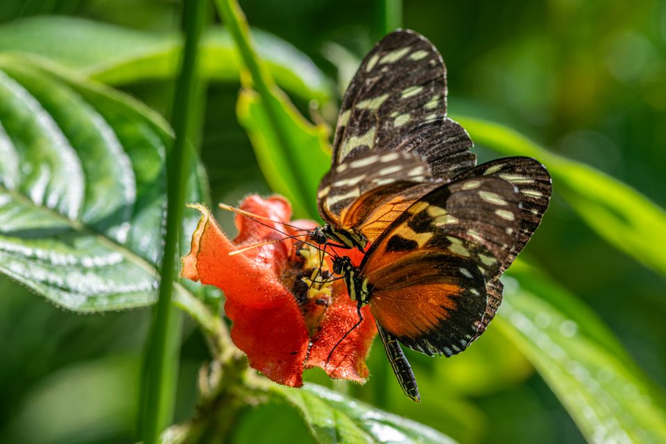 Mariposa en el Mariposario
