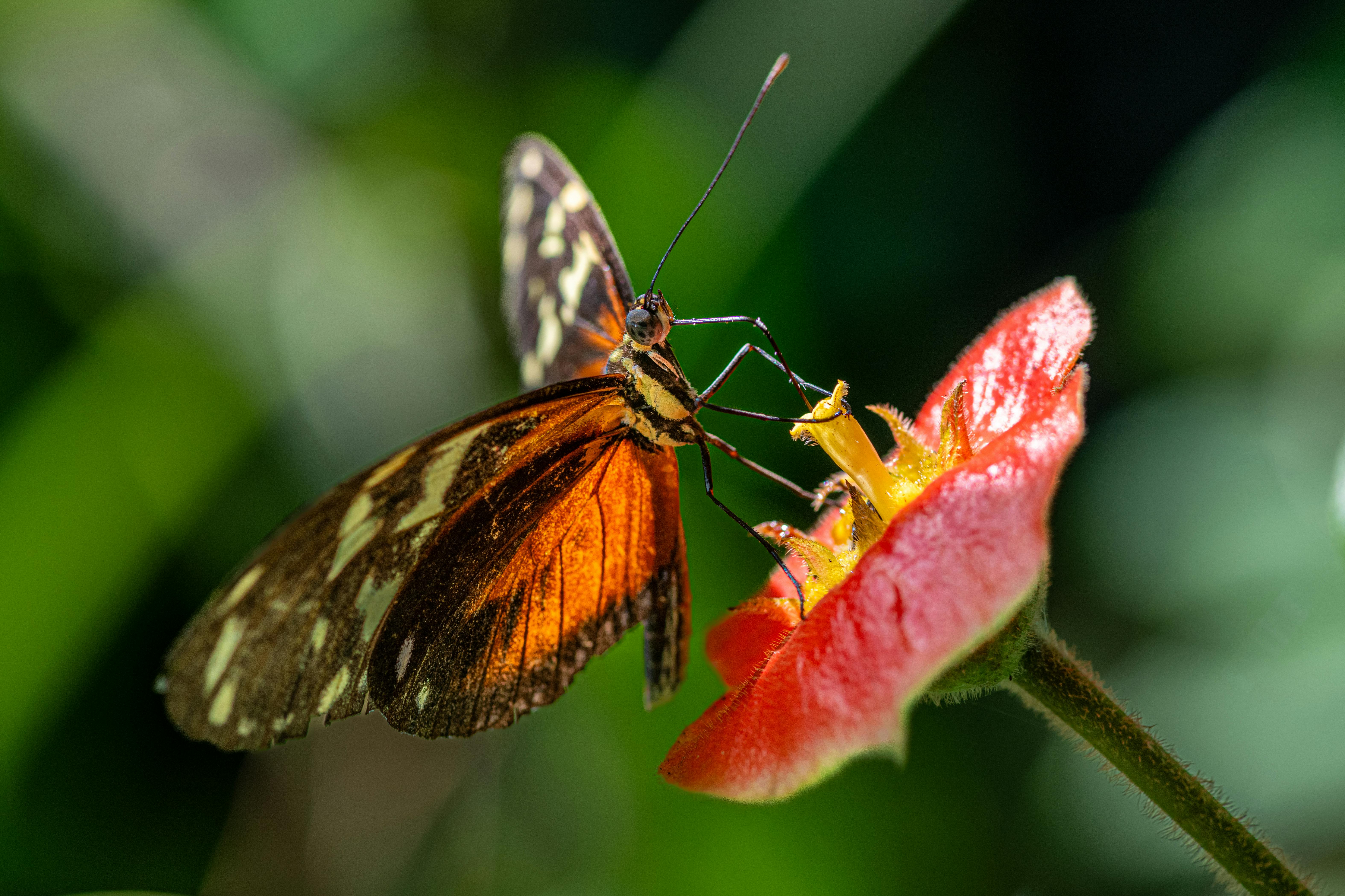 Biodiversity Loss Impacting Natural Perfumes
