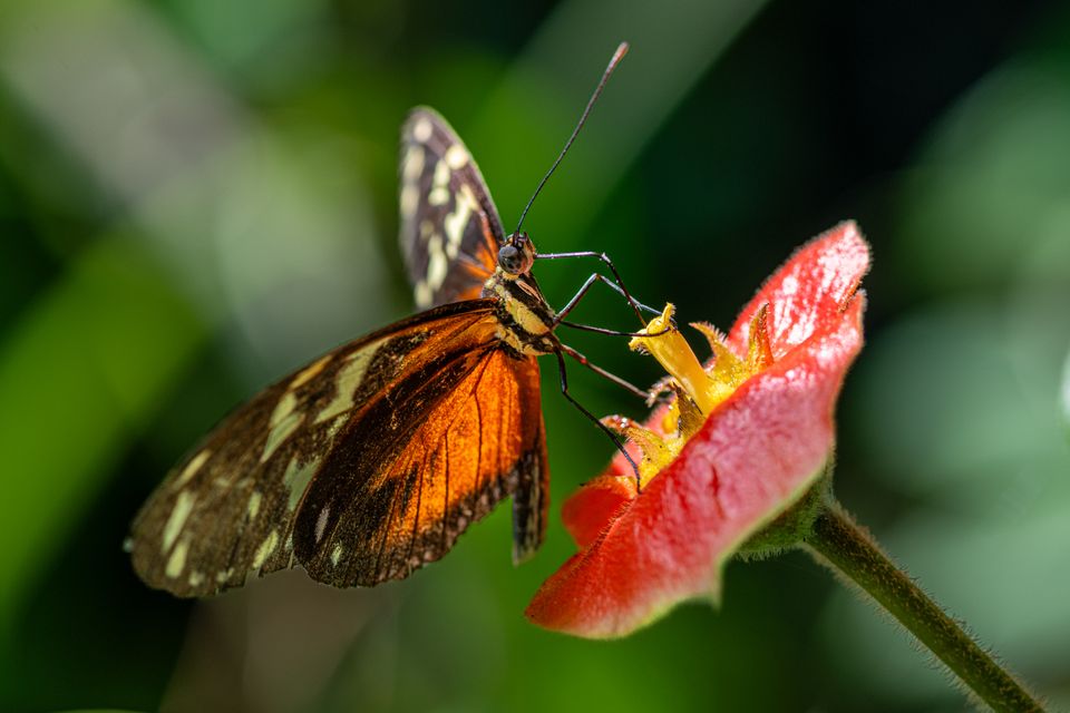 Mariposa Morfo Azul posada en una hoja del invernadero del Mariposario Butterfly Haven