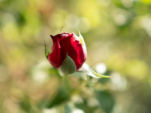 Free Rose 🌹 Stock Photo