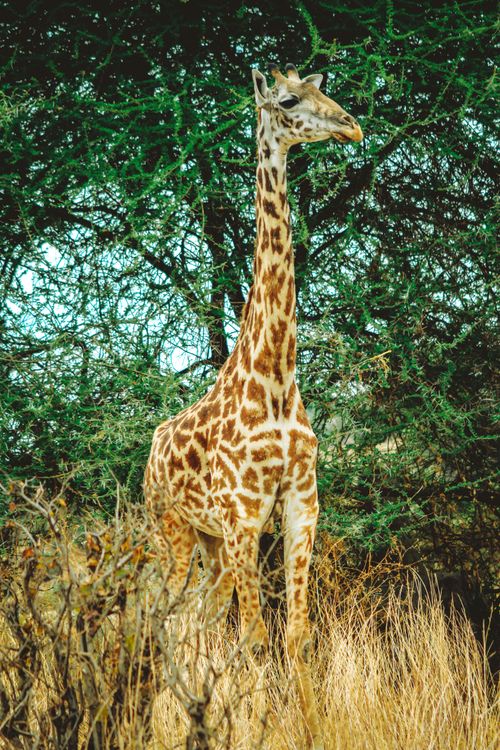 Free A tall giraffe stands gracefully amidst lush African savanna foliage. Stock Photo