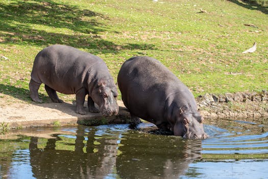 Two hippos relax by a sunlit pond on a safari, showcasing tranquil wildlife behavior.