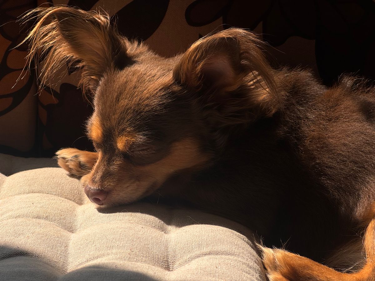 A small dog rests comfortably in bright sunlight while a pet parent monitors her energy during heat.