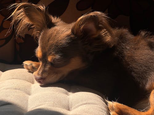 Sunny Patches Make Dogs Change Nap Zones Hourly