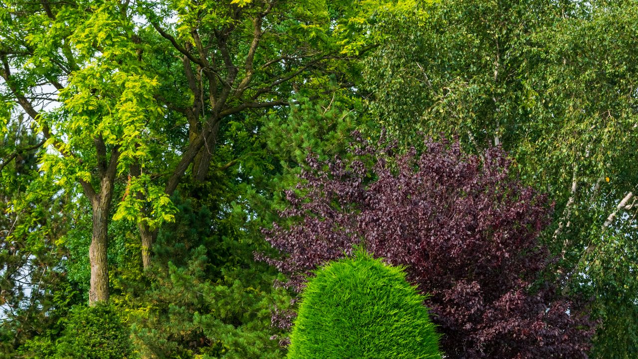 Mature trees and shrub borders in an established, well-kept landscape