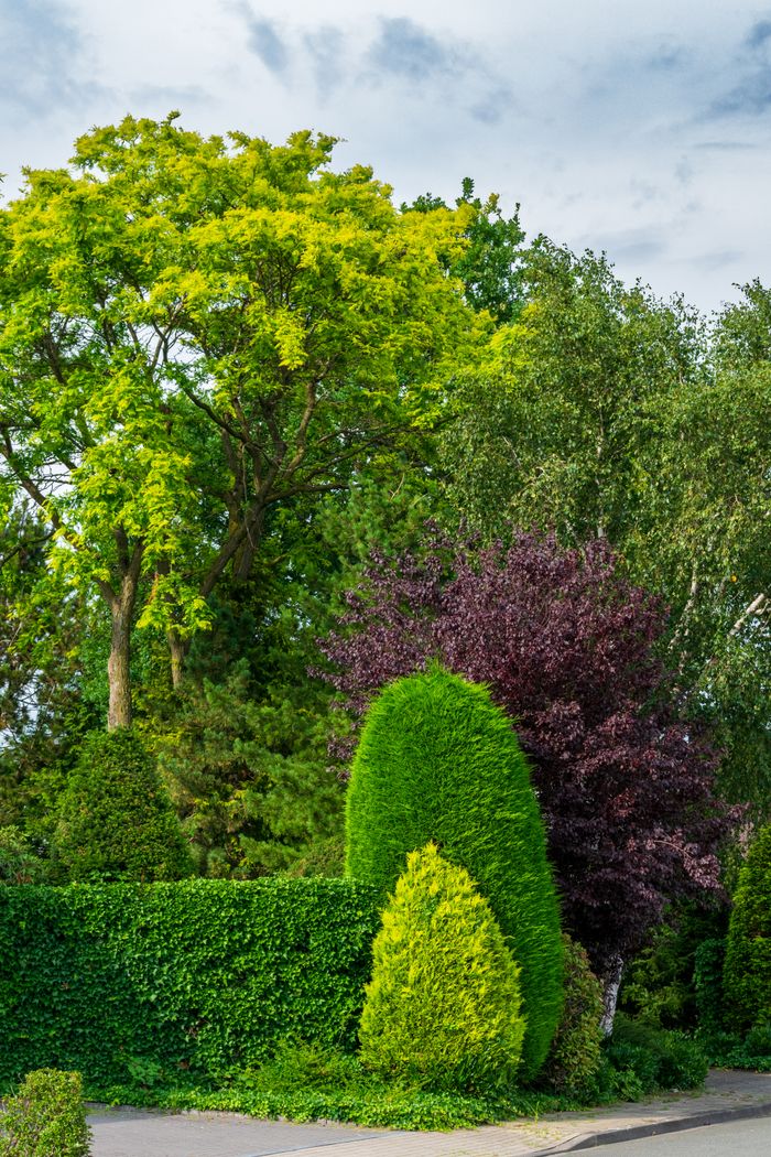 Lush native backyard garden