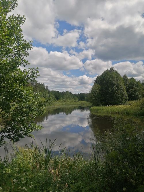 Free Peaceful lakeside view with lush greenery and reflecting clouds under a clear blue sky. Stock Photo