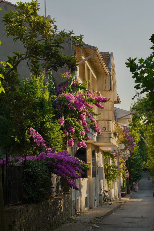 Free Picturesque street lined with blooming bougainvillea and charming houses. Stock Photo