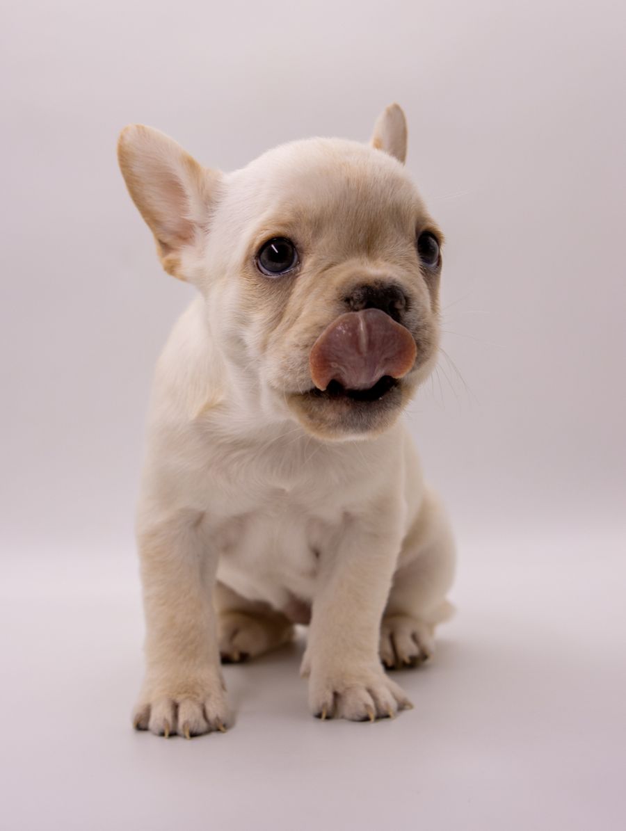 Ivy — Blue Merle French Bulldog
