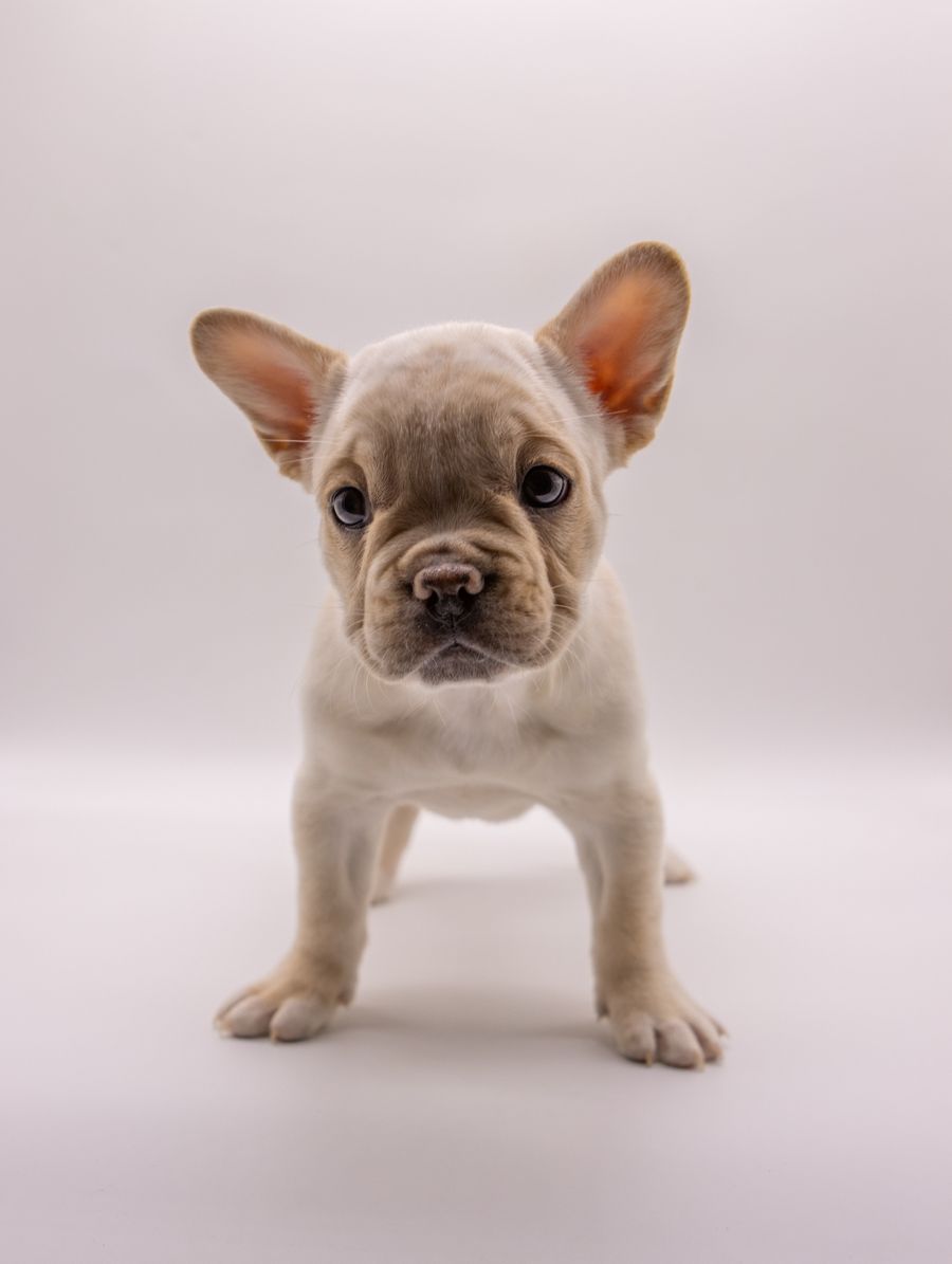 Lily — Lilac & Tan French Bulldog