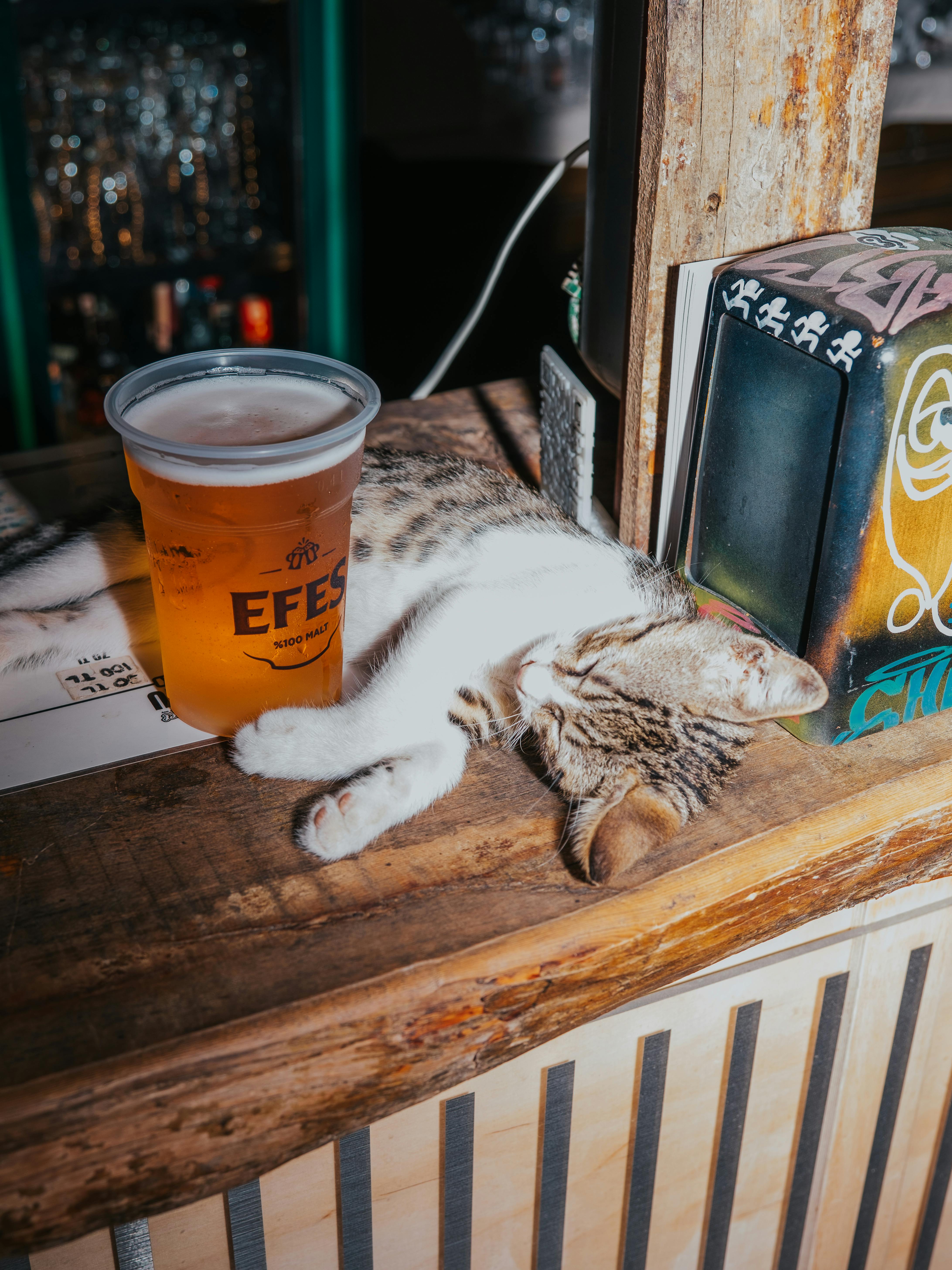 Можно ли кошку бурмиллу вывозить за город, на дачу?