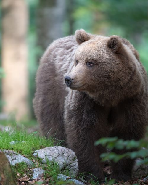 Free Captivating portrait of a brown bear in the lush Slovenian forest, showcasing wildlife beauty. Stock Photo