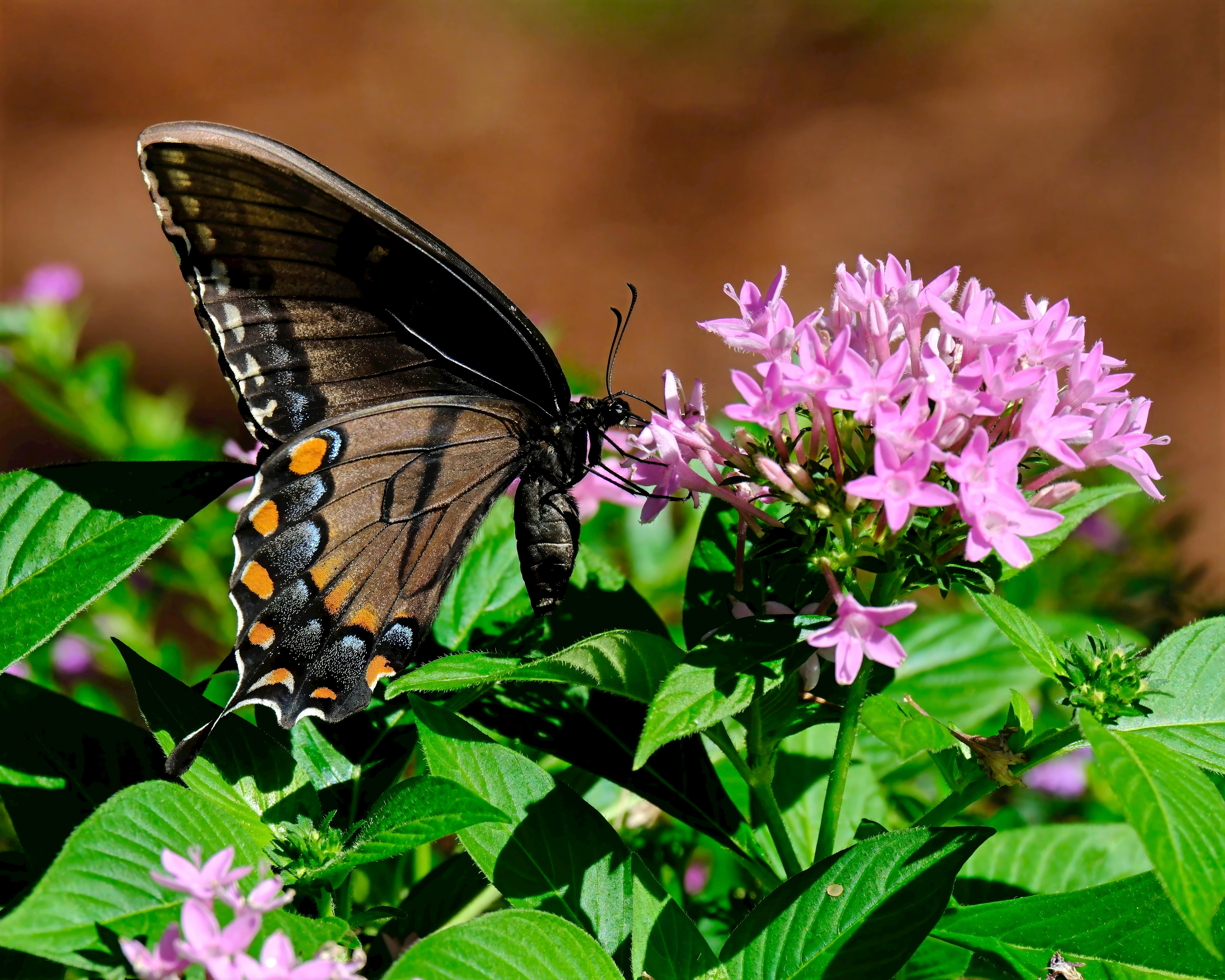 Eastern Tiger Swallowtail butterfly.