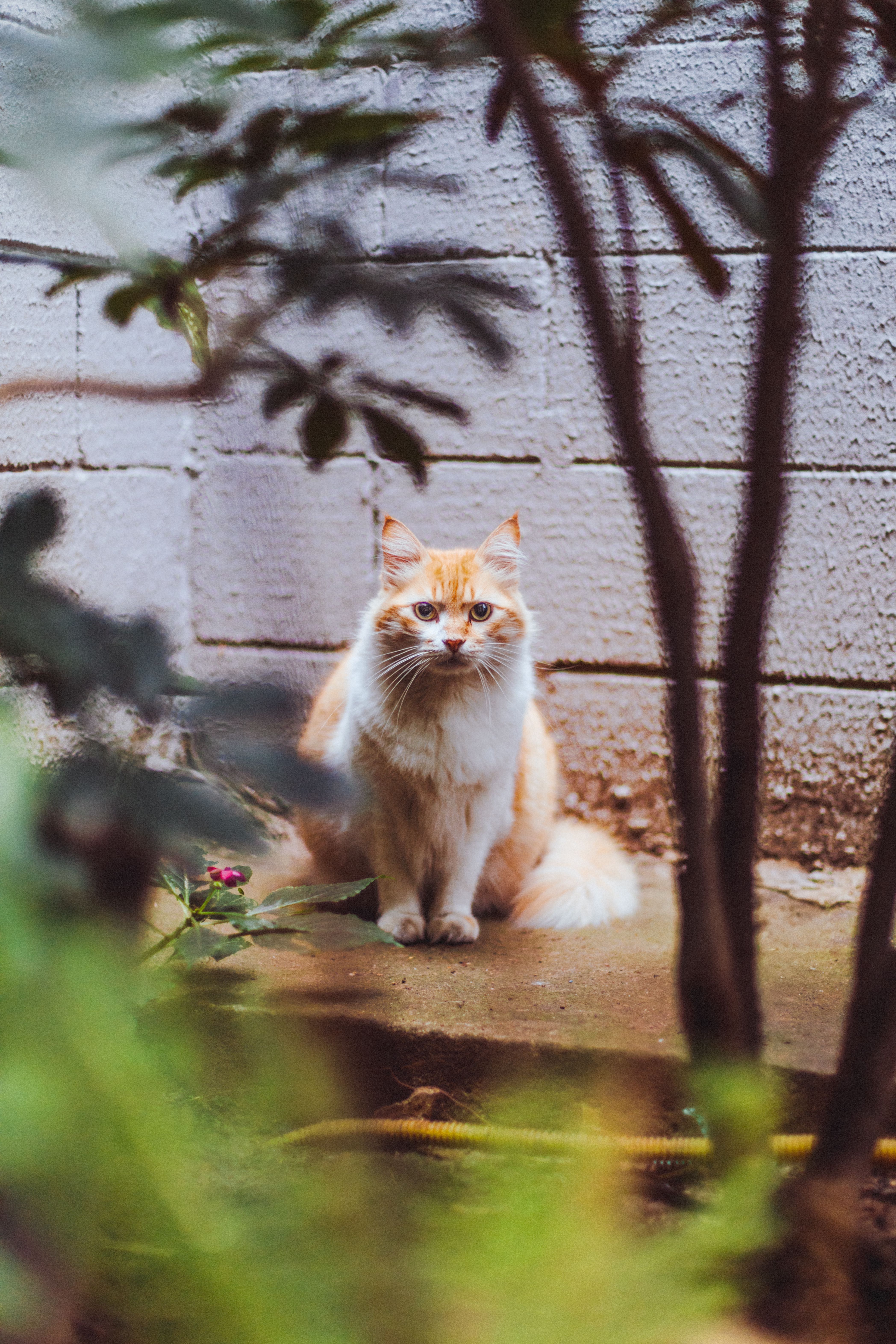 Charming Ginger Cat in a Serene Garden Setting · Free Stock Photo