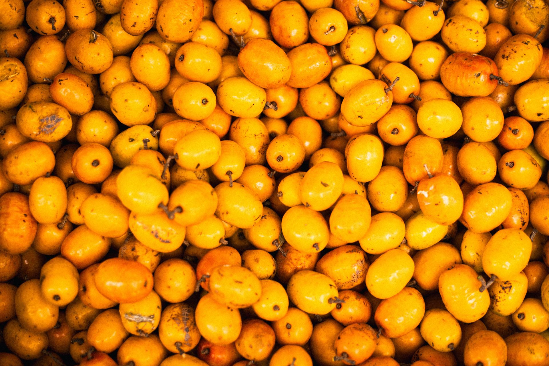 Close-up of a vibrant pile of fresh loquat fruits, emphasizing their bright orange color.