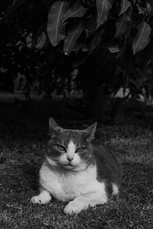 Free A serene black and white photo capturing a cat lounging outdoors. Stock Photo